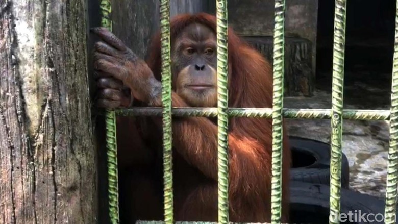 Sebuah video orang utan menarik pengunjung yang membuat konten viral di Medsos. Ini dia orang utan penghuni Kebun Binatang Kasang Kulim, Kampar, yang viral tersebut.
