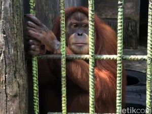 Viral Orang Utan Tarik Pemuda, Ternyata Kekuatan Aslinya 7 Kali dari Manusia