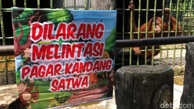 Sebuah video orang utan menarik pengunjung yang membuat konten viral di Medsos. Ini dia orang utan penghuni Kebun Binatang Kasang Kulim, Kampar, yang viral tersebut.