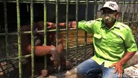 Video seorang pria berkunjung ke Kebun Binatang Kasang Kulim, Kampar, Riau viral di media sosial. Dalam video itu terlihat saat pengunjung ditarik orang utan.
