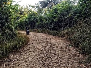 DNA Sehelai Rambut di Sukabumi 97% Cocok dengan Spesimen Harimau Jawa