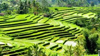 Wisatawan yang berkunjung ke Jatiluwih tentunya dapat berwisata dengan berbagai penawaran pembelajaran terkait pertanian, subak, dan aktivitas lainnya yang berkaitan dengan pertanian. Dok. Pemkab Tabanan