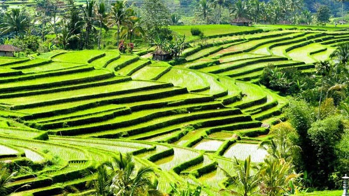Obyek wisata Jatiluwih, Tabanan.