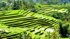 Subak di Jatiluwih yang Tak Sekadar Indah