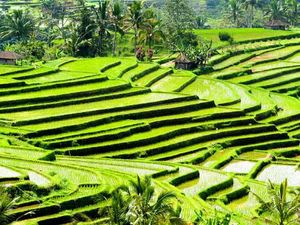 Subak di Jatiluwih yang Tak Sekadar Indah