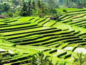 Daya Tarik 10 Desa Wisata di Tabanan, Wajib Dikunjungi!