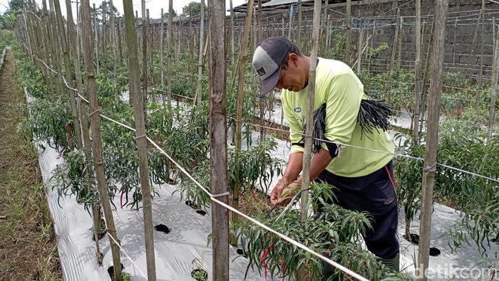 Perawatan tanaman cabai di Purbalingga. Faktor cuaca dinilai menjadi salah satu pemicu mahalnya harga cabai di Purbalingga.