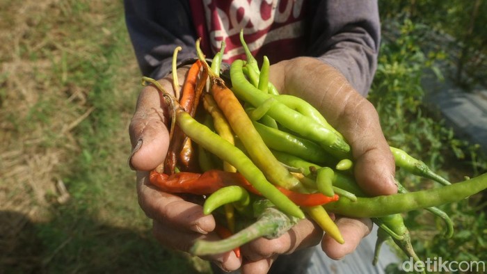 Petani cabai di Kudus, Selasa (7/6/2022).