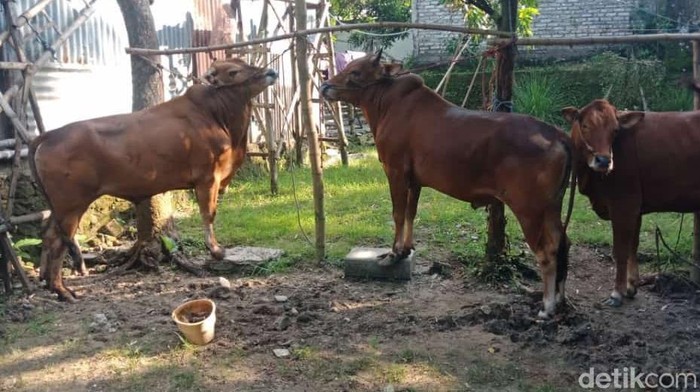 Sapi di Bangkalan