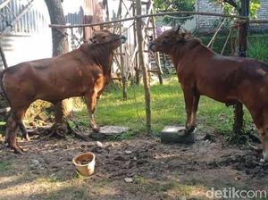 Wabah PMK Meluas di 16 Kecamatan Bangkalan, Seekor Ternak Mati