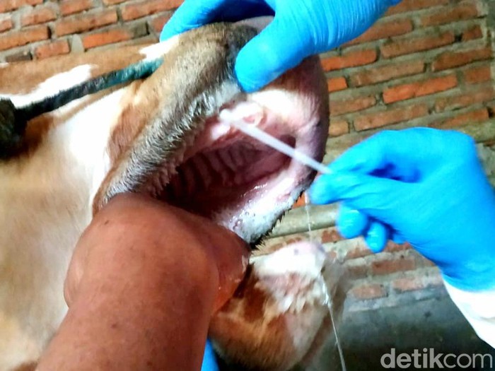 Sapi kena PMK di Trenggalek