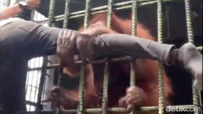 Seorang pengunjung kebun binatang ditarik orangutan.