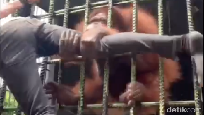Seorang pengunjung kebun binatang ditarik orangutan.