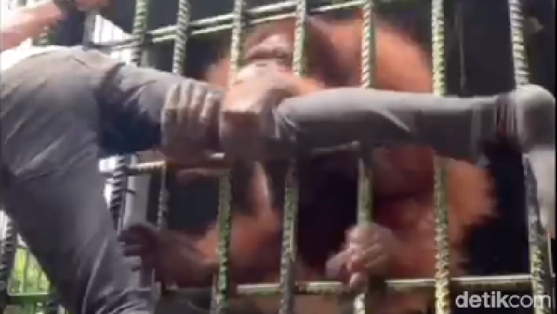 Seorang pengunjung kebun binatang ditarik orangutan. Seorang pengunjung kebun binatang ditarik orangutan.