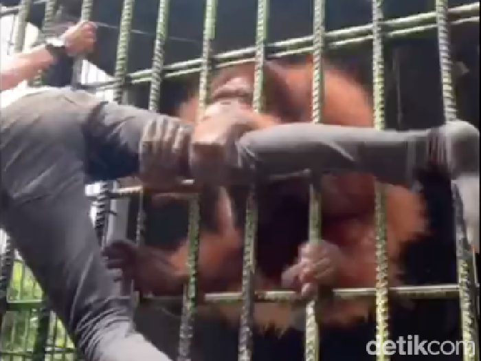 Seorang pengunjung kebun binatang ditarik orangutan.