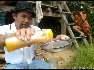 ASN di Mamasa Budidayakan Lebah Trigona, Raup Jutaan Rupiah Tiap Bulan