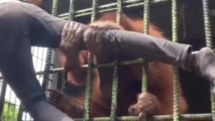 Viral di media sosial video memperlihatkan seorang pria ditarik oleh orang utan di Kebun Binatang Kasang Kulim, Riau. Petugas menyebut pria tersebut melanggar aturan dengan melompati pagar pembatas.