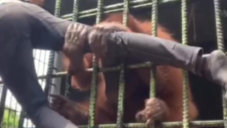 Viral! Saat Pria Ditarik-tarik Orang Utan di Kebun Binatang di Riau Viral di media sosial video memperlihatkan seorang pria ditarik oleh orang utan di Kebun Binatang Kasang Kulim, Riau. Petugas menyebut pria tersebut melanggar aturan dengan melompati pagar pembatas.