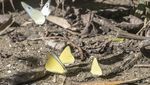 Warisan Dunia di Ujung Barat Jawa