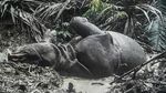 Warisan Dunia di Ujung Barat Jawa