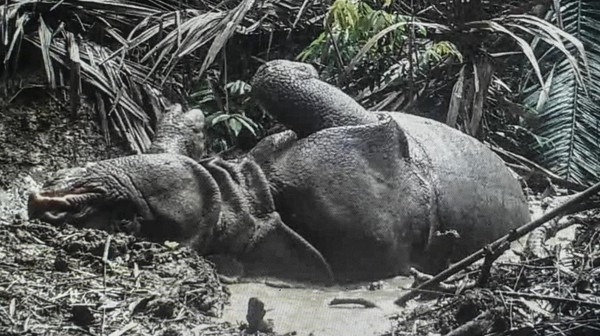 TNUK terkenal akan keberagaman hayati, salah satunya sebagai habitat terakhir satwa endemik badak Jawa (Rhinoceros sondaicus). TNUK terkenal akan keberagaman hayati, salah satunya sebagai habitat terakhir satwa endemik badak Jawa (Rhinoceros sondaicus).