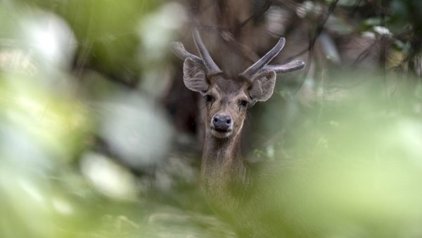 Rusa timor (Rusa timorensis) liar mencari makan di kawasan Taman Nasional Ujung Kulon (TNUK), Pandeglang, Banten, Rabu (25/5/2022). Rusa timor merupakan hewan asli Pulau Jawa, Bali, dan Timor yang masuk dalam daftar merah IUCN karena terancam oleh perusakan habitat dan perburuan ilegal. Rusa timor (Rusa timorensis) liar mencari makan di kawasan Taman Nasional Ujung Kulon (TNUK), Pandeglang, Banten, Rabu (25/5/2022). Rusa timor merupakan hewan asli Pulau Jawa, Bali, dan Timor yang masuk dalam daftar merah IUCN karena terancam oleh perusakan habitat dan perburuan ilegal.Â