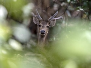 Sah! Ujung Kulon Jadi Geopark Nasional, Apa Pembedanya?