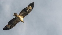 Beberapa fauna langka lain juga mendiami kawasan itu antara lain owa Jawa (Hylobates moloch), surili (Presbytis aigula) dan anjing hutan (Cuon alpinus javanicus). Selain itu, ada juga rusa Timor (Rusa timorensis), banteng Jawa (Bos javanicus), merak (Pavo cristatus), lutung Jawa (Trachypithecus auratus), elang laut dada putih (Haliaeetus leucogaster).