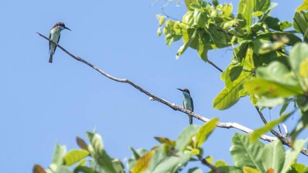 Seekor burung bertengger di puncak dahan di TNUK.