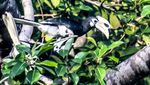Warisan Dunia di Ujung Barat Jawa