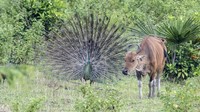 Seekor burung merak hijau Jawa (Pavo muticus linnaeus) liar mengembangkan ekornya untuk menarik perhatian lawan jenis di kawasan Taman Nasional Ujung Kulon (TNUK), Pandeglang, Banten, Rabu (25/5/2022). TNUK dikenal akan keanekaragaman flora dan fauna. Lebih dari 700 jenis tumbuhan hidup, 57 jenis di antaranya diklasifikasikan sebagai tanaman langka di Jawa bahkan dunia.
