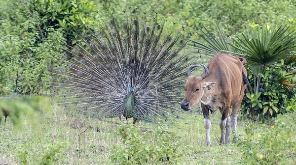 Seekor burung merak hijau Jawa (Pavo muticus linnaeus) liar mengembangkan ekornya untuk menarik perhatian lawan jenis di kawasan Taman Nasional Ujung Kulon (TNUK), Pandeglang, Banten, Rabu (25/5/2022). TNUK dikenal akan keanekaragaman flora dan fauna. Lebih dari 700 jenis tumbuhan hidup, 57 jenis di antaranya diklasifikasikan sebagai tanaman langka di Jawa bahkan dunia. Seekor burung merak hijau Jawa (Pavo muticus linnaeus) liar mengembangkan ekornya untuk menarik perhatian lawan jenis di kawasan Taman Nasional Ujung Kulon (TNUK), Pandeglang, Banten, Rabu (25/5/2022). TNUK dikenal akan keanekaragaman flora dan fauna. Lebih dari 700 jenis tumbuhan hidup, 57 jenis di antaranya diklasifikasikan sebagai tanaman langka di Jawa bahkan dunia.