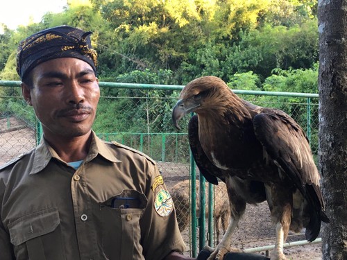Anwar si penjaga Elang Laut bermata satu di TWA Gunung Tunak Lombok Tengah.