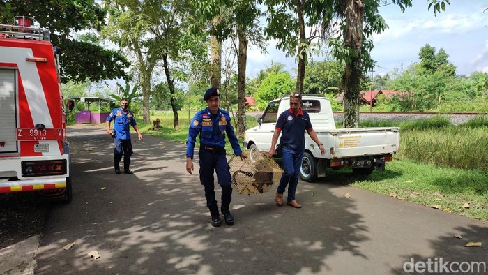 Damkar Ciamis evakuasi lutung jawa.