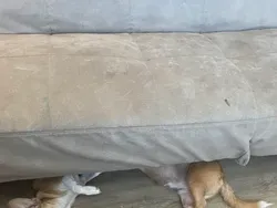 Awas Gambar Ini Menjebak, Bisa Bikin Mata Tertipu