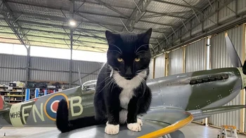 Kucing raksasa. Foto: reddit.com/confusing_perspective