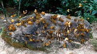 Mereka akan muncul dalam kelompok besar di dalam hutan dan di sepanjang sungai dan jalan setapak.  