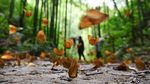 Jutaan Kupu-kupu Menari di Lembah Yunnan China, Seru Minta Ampun
