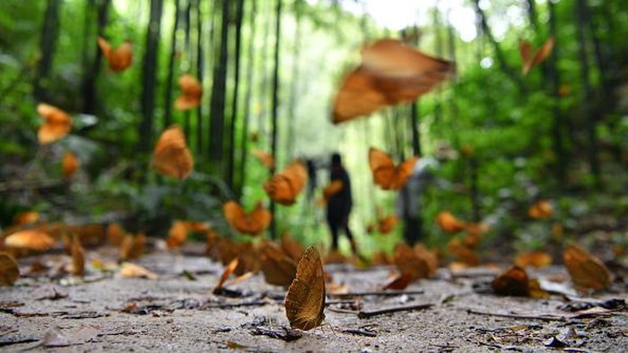JINPING, CHINA - JUNE 07: Colourful butterflies fly as around 150 million caterpillars will emerge from their cocoons at the Butterfly Valley on June 7, 2022 in Jinping Miao, Yao and Dai Autonomous County, Honghe Hani and Yi Autonomous Prefecture, Yunnan Province of China. (Photo by Liu Ranyang/China News Service via Getty Images)