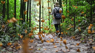 Jutaan Kupu-kupu Menari di Lembah Yunnan China, Seru Minta Ampun