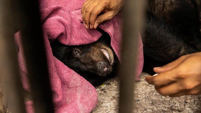 Kebun Binatang Phuket Tutup Gegara Pandemi, Harimau-Beruang Dievakuasi Pandemi COVID-19 berdampak besar pada Kebun Binatang Phuket, Thailand. Sejumlah satwa di kebun binatang itu dievakuasi usai Kebun Binatang Phuket ditutup.