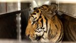 Kebun Binatang Phuket Tutup Gegara Pandemi, Harimau-Beruang Dievakuasi