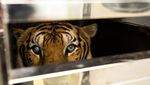 Kebun Binatang Phuket Tutup Gegara Pandemi, Harimau-Beruang Dievakuasi
