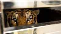 Salah satu hewan yang dievakuasi dari Kebun Binatang Phuket adalah eekor harimau berusia 19 tahun bernama Rambo yang mengalami kondisi buta sebagian.