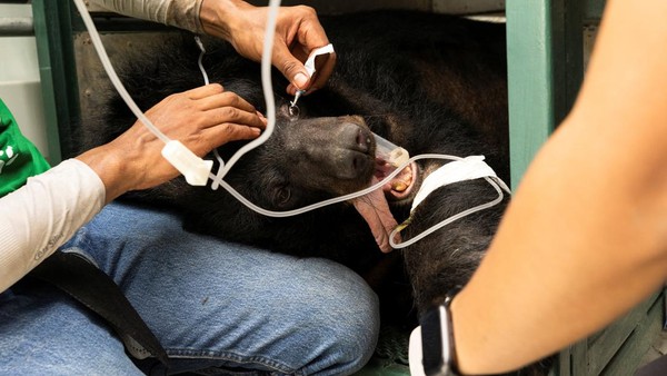 Selain itu, hewan lain yang dievakuasi dari Kebun Binatang Phuket adalah Jinny, seekor beruang hitam asiatik. Â Selain itu, hewan lain yang dievakuasi dari Kebun Binatang Phuket adalah Jinny, seekor beruang hitam asiatik. Â