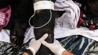 Mengutip Reuters, Edwin Wiek pendiri Wildlife Friends Foundation Thailand (WFFT) mengatakan, secara keseluruhan ada 11 harimau dan 2 beruang yang perlu diselamatkan dari Kebun Binatang Phuket.
