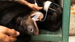 Kebun Binatang Phuket Tutup Gegara Pandemi, Harimau-Beruang Dievakuasi