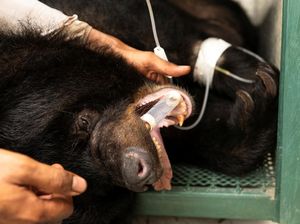 Kebun Binatang Phuket Tutup Gegara Pandemi, Harimau-Beruang Dievakuasi