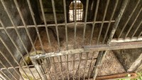 Kondisi itu menyebabkan sejumlah objek wisata seperti kebun binatang harus memutar otak agar tetap dapat bertahan di tengah pandemi. Meski begitu, tak sedikit kebun binatang yang ditutup karena mengalami masalah keuangan karena terdampak pandemi, salah satunya Kebun Binatang Phuket.
