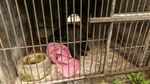 Kebun Binatang Phuket Tutup Gegara Pandemi, Harimau-Beruang Dievakuasi